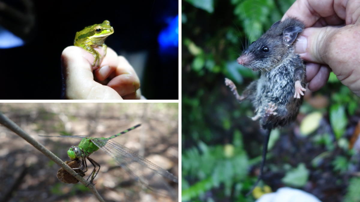 Collage of Costa Rica wildlife